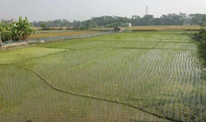 আমতলীর কৃষকরা এখন বোরো চাষে ব্যস্ত সময় কাটাচ্ছেন, বাম্পার ফলনের সম্ভাবনা